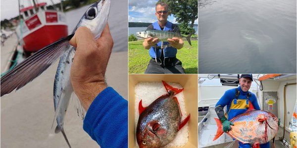 

kollasj av eksotiske fisker