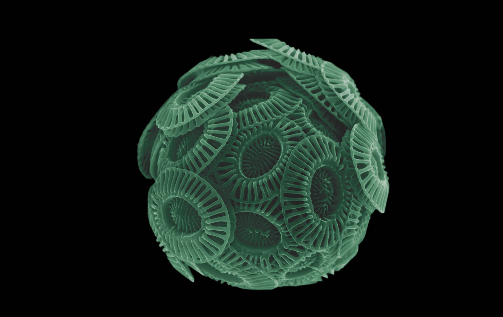 mikroskopfoto av en sfære med strukturer på