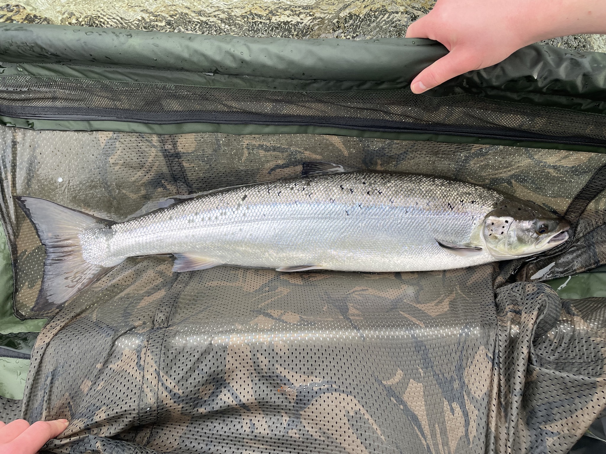 en laks som ligger i en feltduk