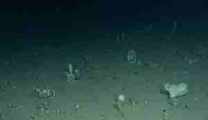 Same som forrige bilete, men med markering på dei artane som ei kunne gjenkjenne.