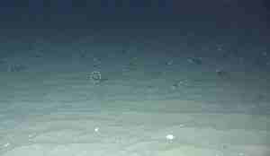 Samme som forrige bilde, men her er det en markering rundt blomkålkorallen.