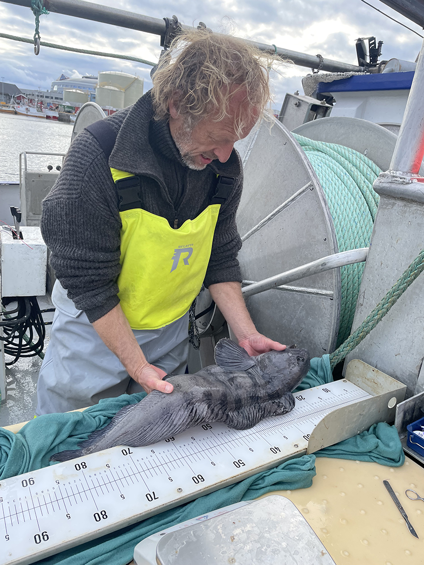 Forsker står på dekk og måler en stor steinbit.