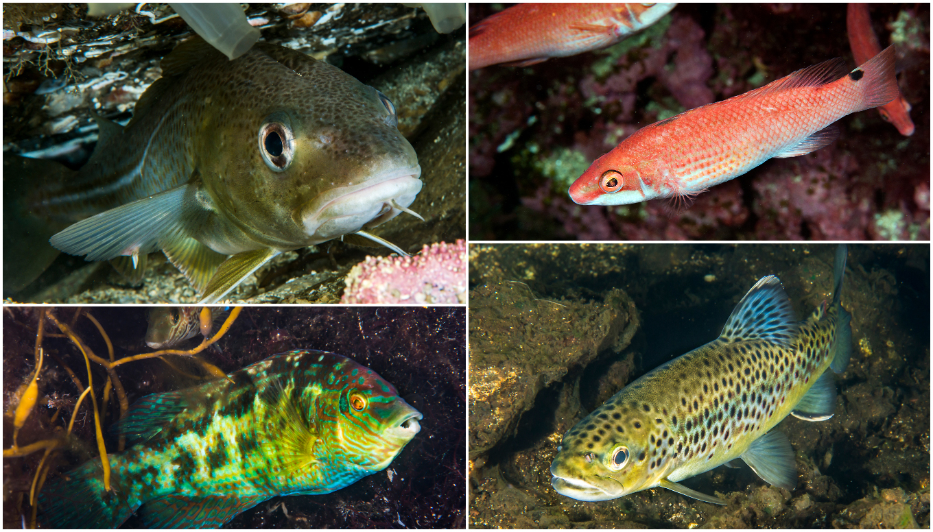 Undervannsbilder av fire fisker.