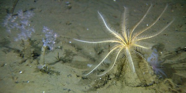 

fjærstjerne på havbunnen foto Mareano