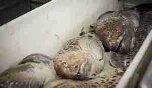 Fanget flekksteinbit i et kar.