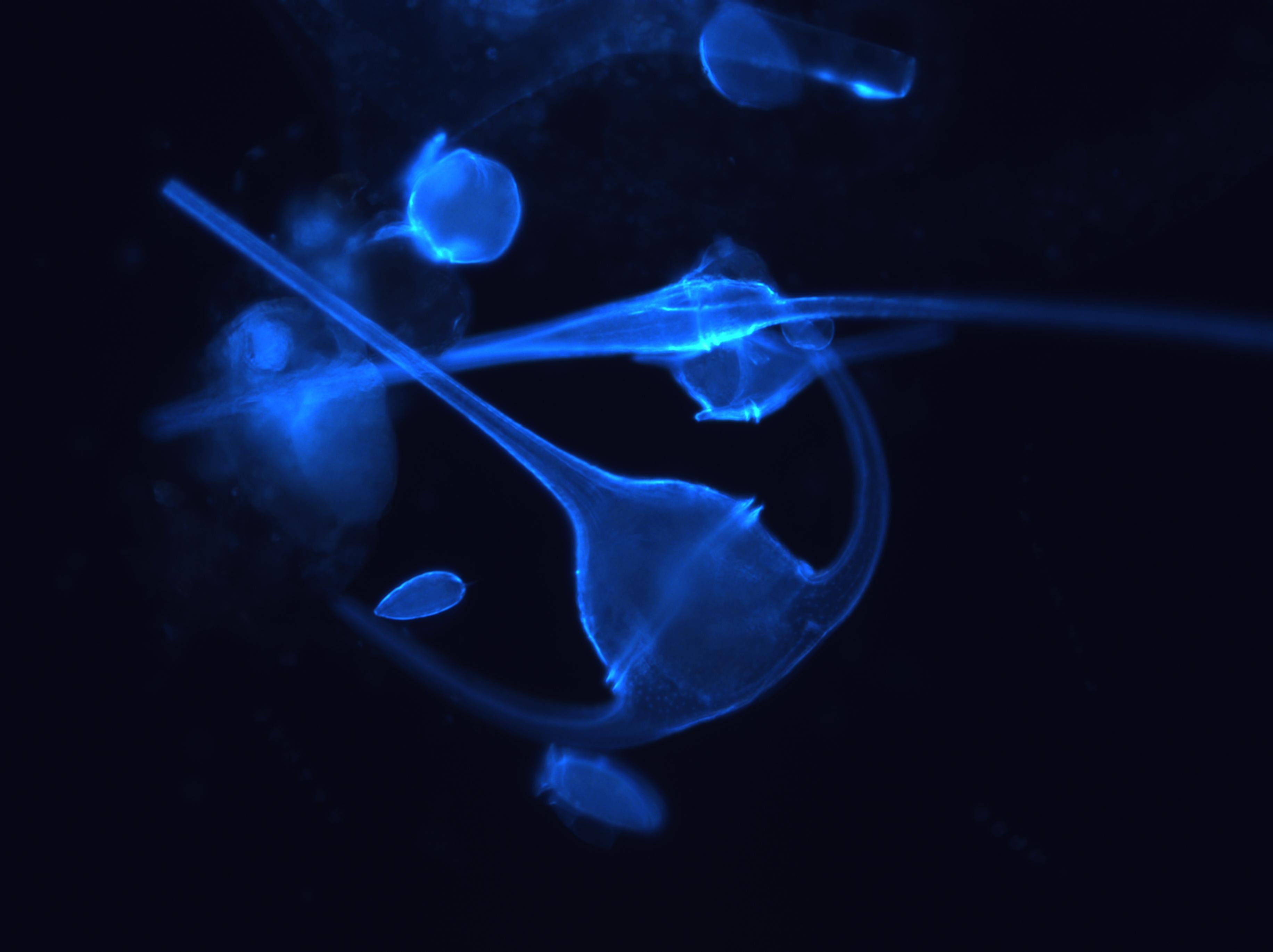 Blå alge med spisse former