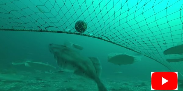 

flyndrecrsssMlogov222