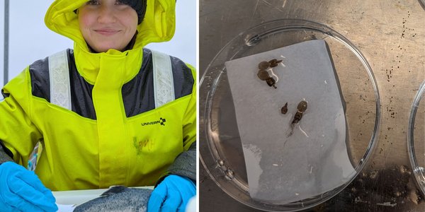 

To bilder satt ved siden av hverandre. På det ene står en person kledd i gult regntøy, lue og hansker med enfisk foran seg. I hånden en papirbit, og oppå biten er det noen små flate litt runde dyr. På bildet ved siden av ligger de samme dyrene i en skål. Kroppen er satt samme nav ulike deler, og noen av de har tråder med egg.