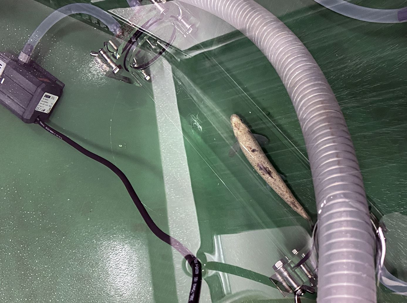 Bilde som viser at fisken svømmer i røret der energiforbruket ble målt.