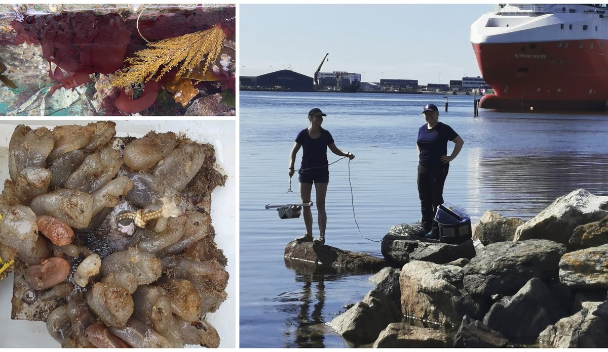 
En kollasj sammensett av tre bilder. Øverst til venstre er et bilde av rødalgen djevletunge som vokser på en flytebrygge. Neders til venstre er et begroingspanel som er tilvokst av dyr og planter. Til høyre er et bilde av to kvinner i strandkanten.