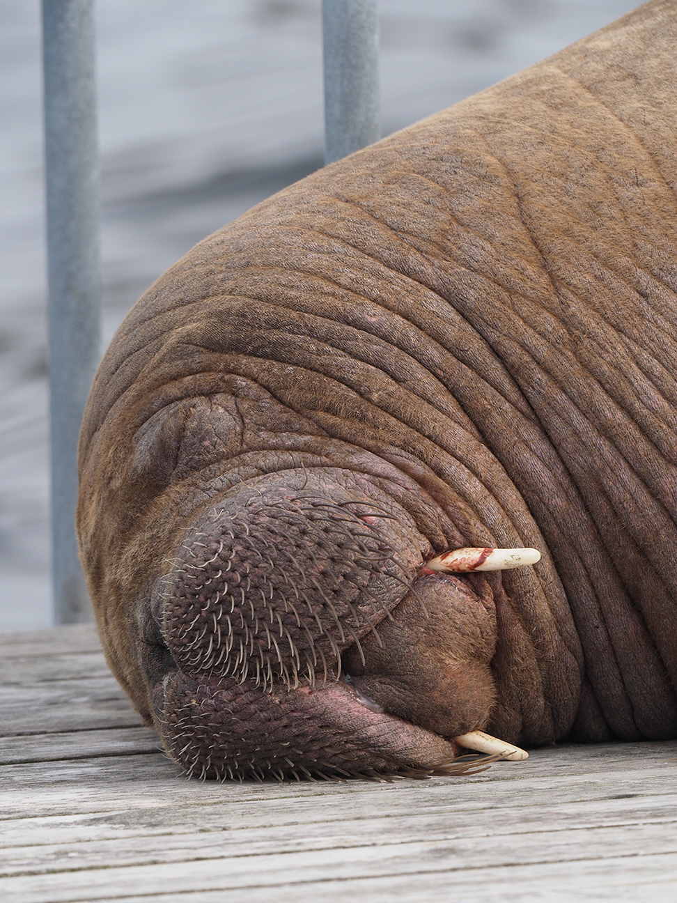 Hvalrossen «Freya» ligger og sover på en brygge.