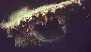 Detaljbilde av vraket som er dekket med ulike vekster.