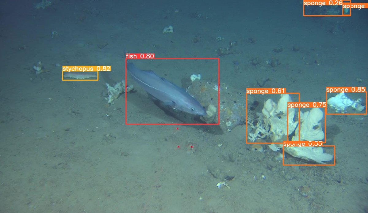 
Ein fisk som svømmer rett over botnen og nokre artar som er på botnen. Artane har rammer med ulike fargar på seg.