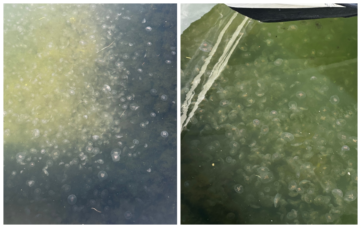 Kollasj som viser maaaase glasmanet