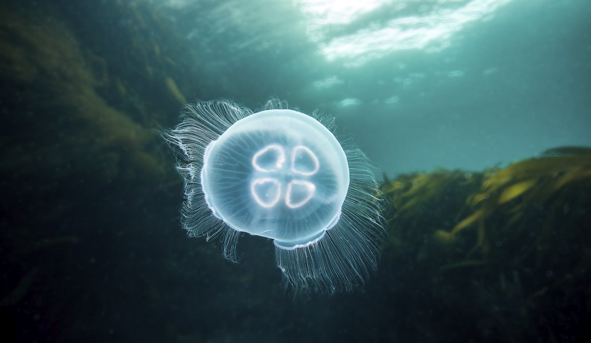 I skarpe blå farger over tareskog