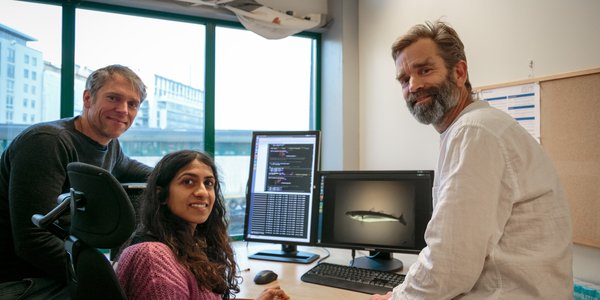 

Herring on a green background.
