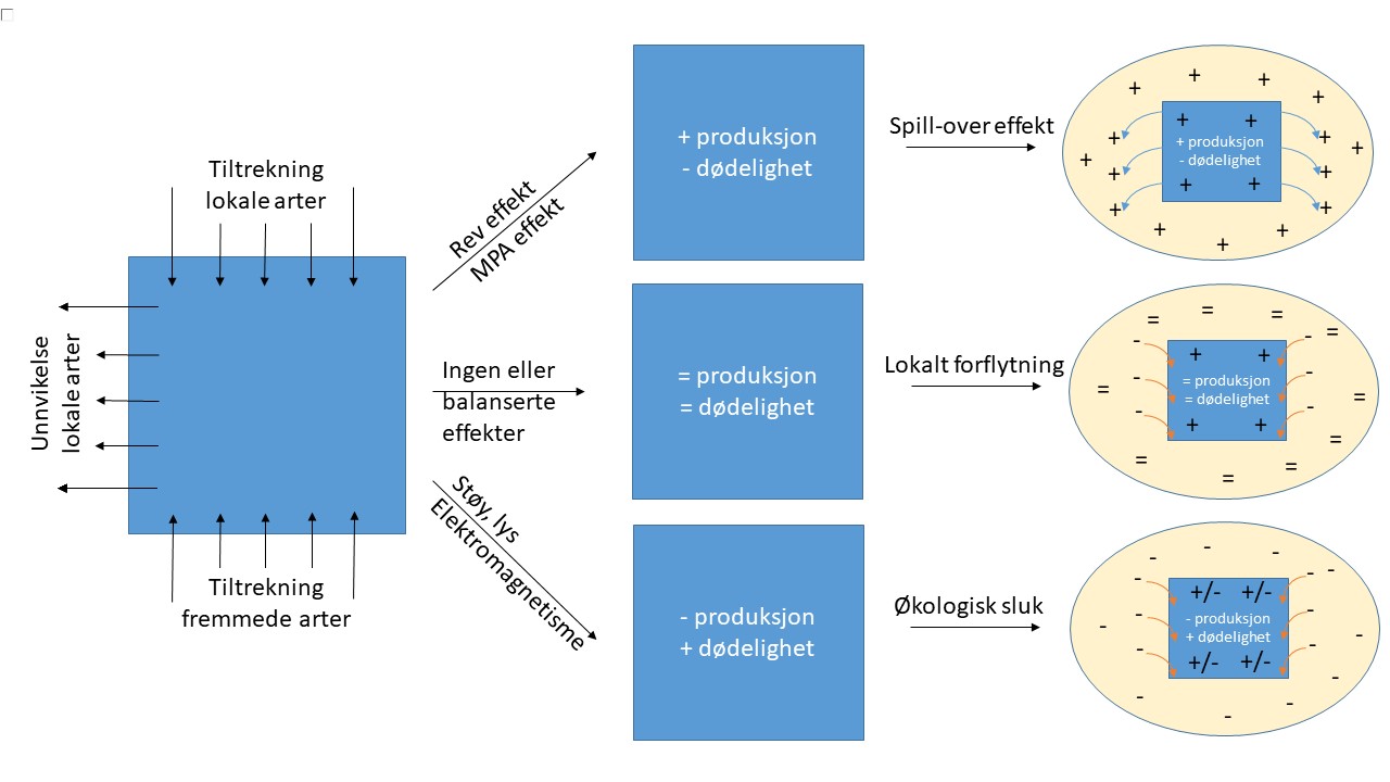 Skjematisk skisse av tre moglege effektar av havvindanlegg på populasjonsnivå. Kunstig rev-effekt og vern mot fiskeri kan gi auka produksjon og lågare dødelegheit. Støy, lys og elektromagnetiske kan gi redusert produksjon og høgare dødelegheit. Anlegga kan også ha nøytrale eller balanserte totale effektar.