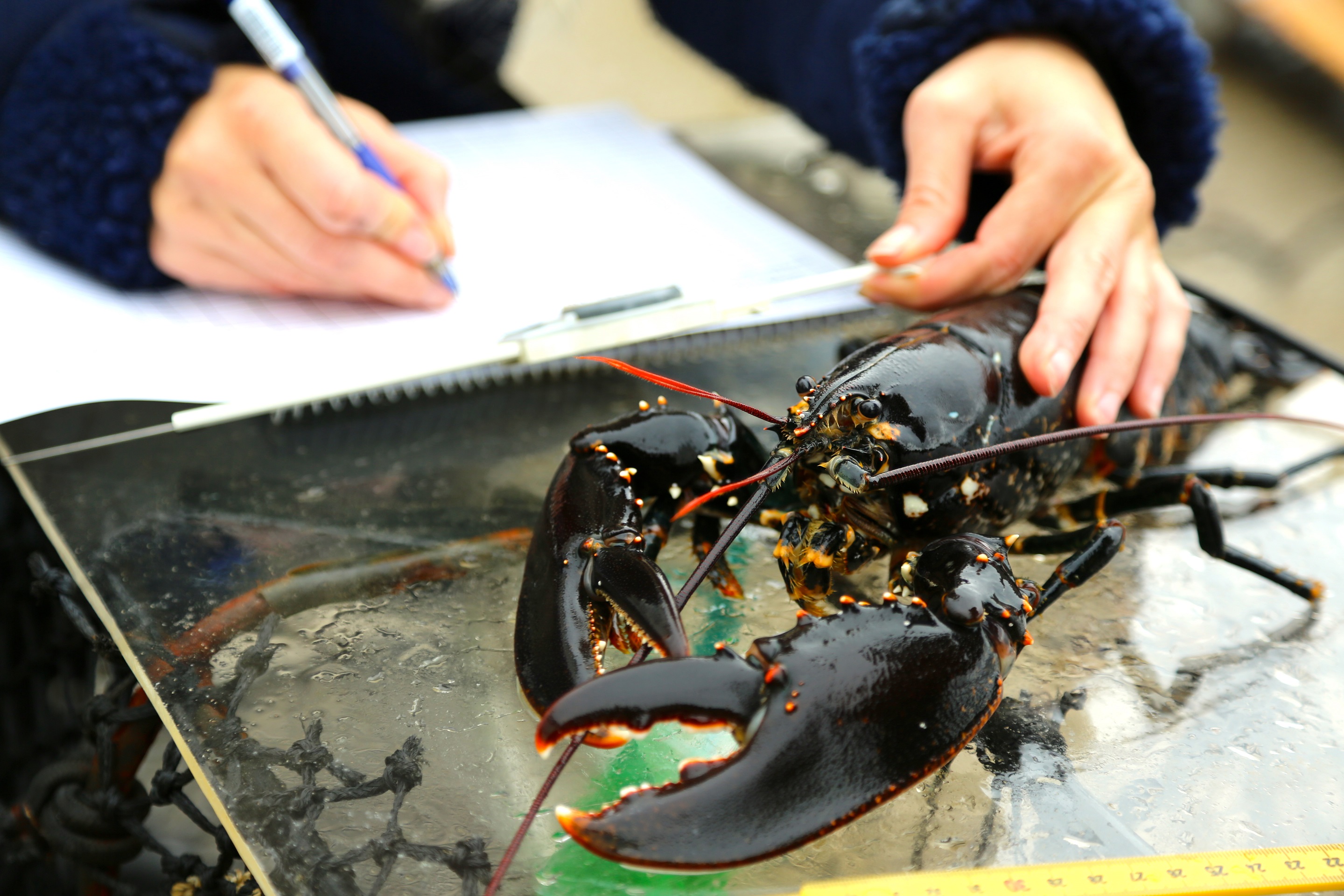 Hummer blir målt og registrert på brygga.