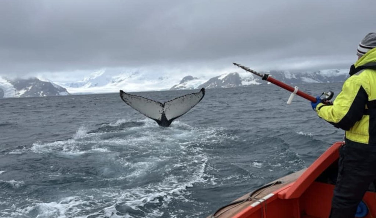 Foto av en halefinne av en knølhval og en havforsker med merkeutstyr