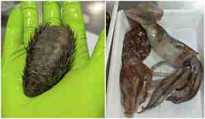 En kollasj som viser eitt bilde av gullmus ligger i en håndflate. Gullmus ser ut som en avlang nålepute. Det andre bildet er to blekkspruter i en hvit balje.