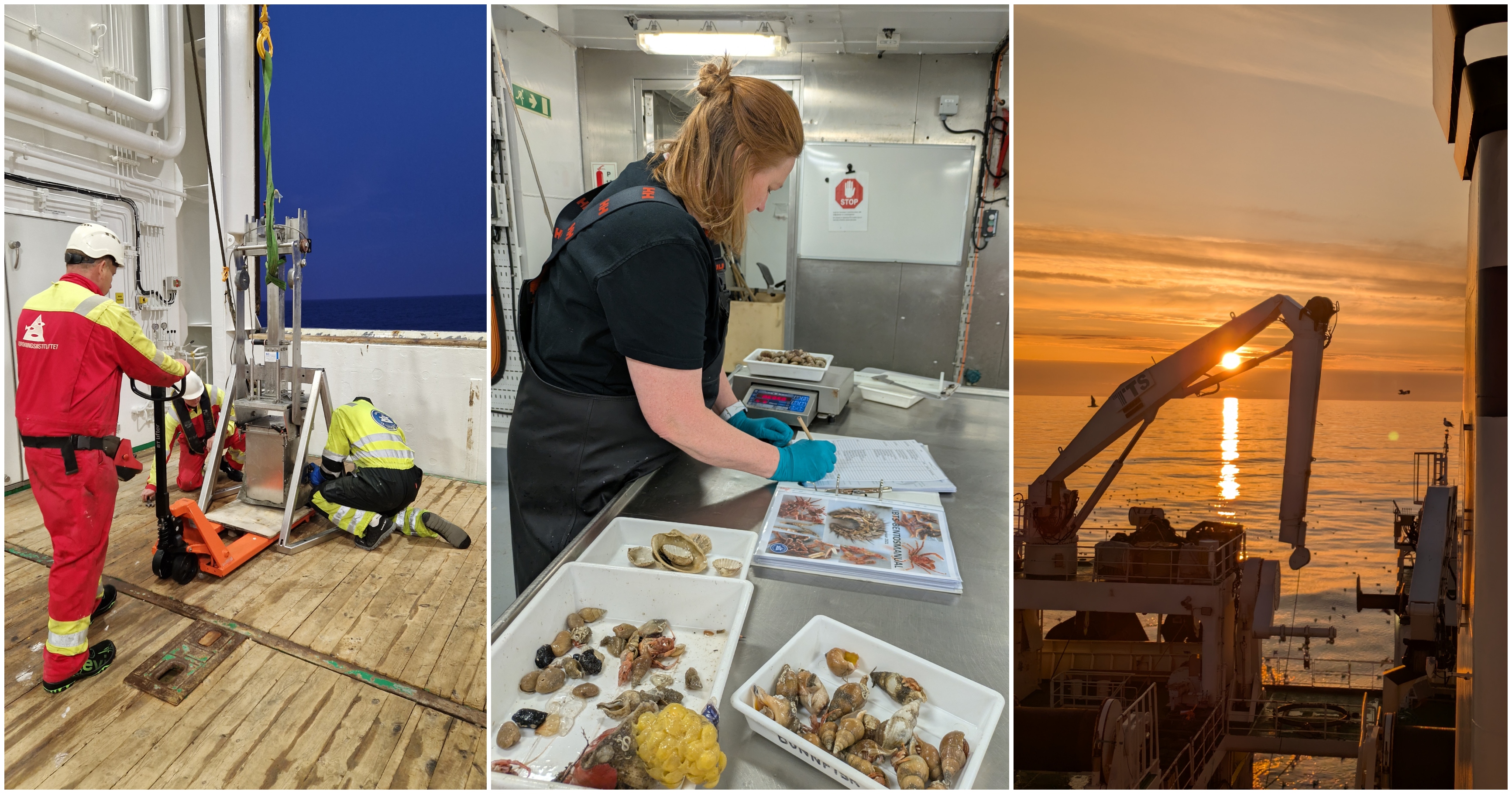 kollasj av toktglimt