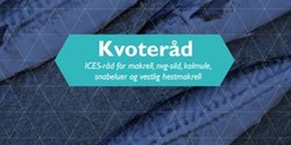 

Kolmule svømmer blant sand og steiner