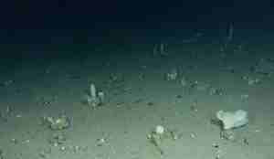 Bilete av havbotn der ulike artar stikk opp.