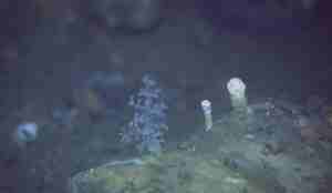 Blomkålliknande korall som veks på steinar.