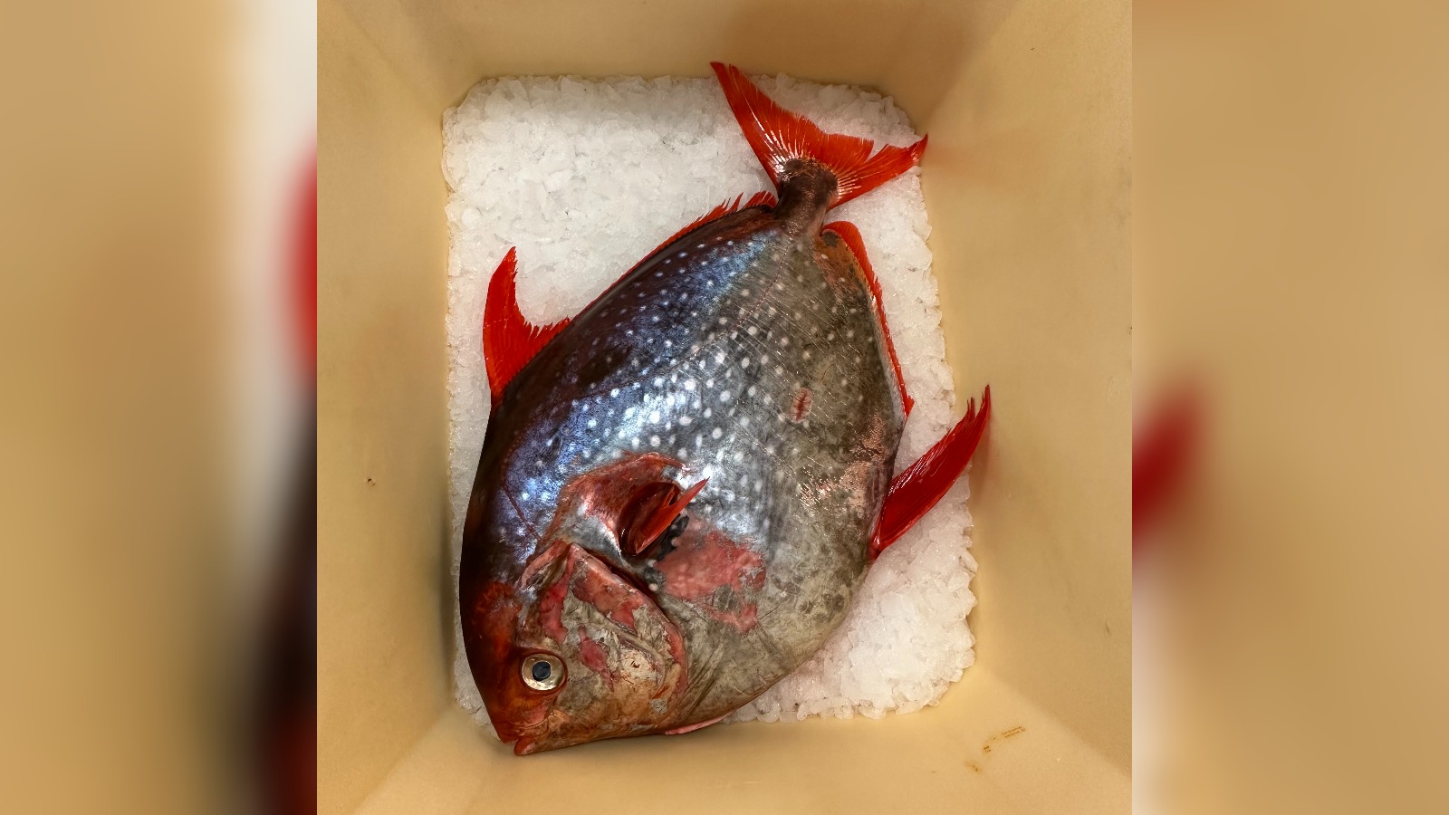 foto av eksotisk, stor fisk oppi et kar