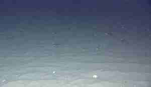 Sandbotn der små dyr ligg spredt utover. Dei ser nesten ut som steinar.