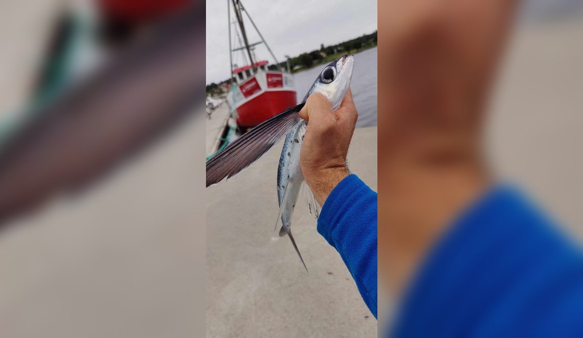 foto av hånd som holder flygefisk