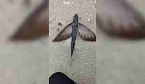 Foto av flygefisk på bakken.