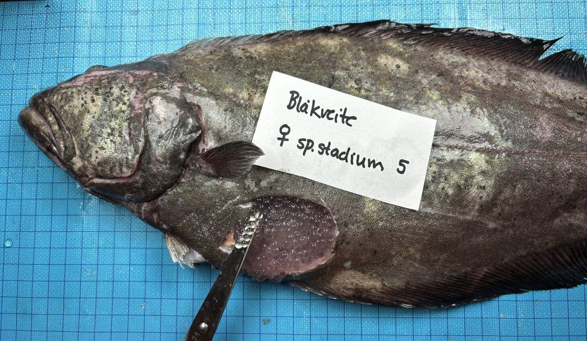 
Den flat og gråfarget fisk ligger på blå fliser