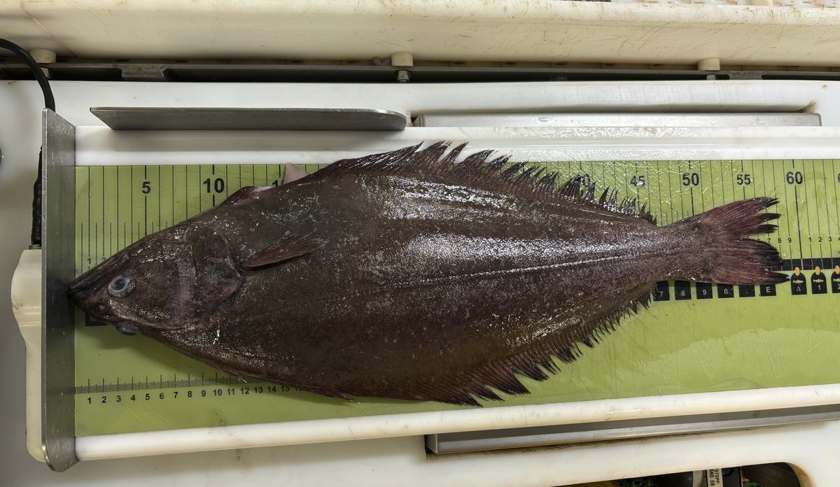 Ei blåkveite ligg på eit elektronisk målebrett