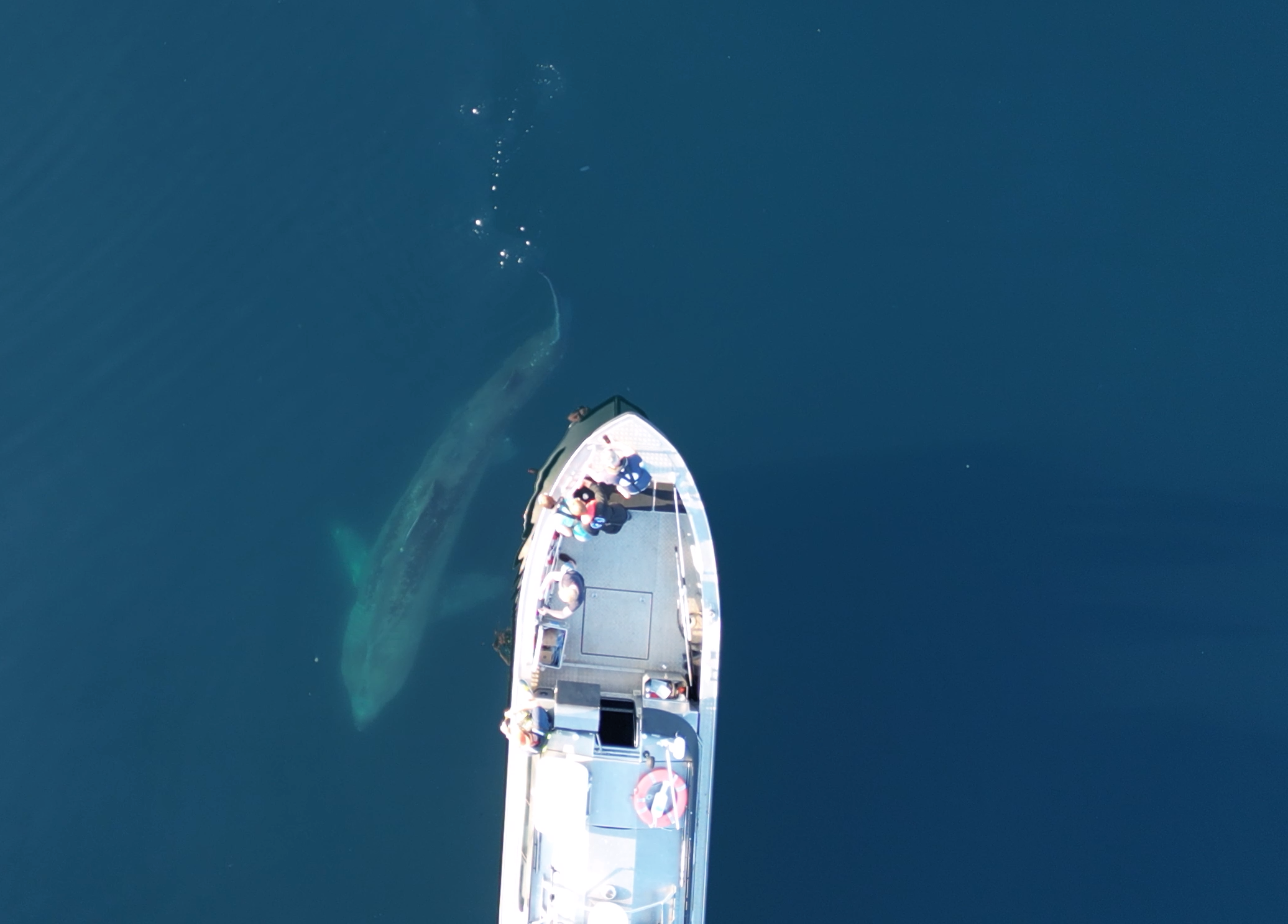 Hai svømmer forbi båt. Den er nesten like stor som båten. 