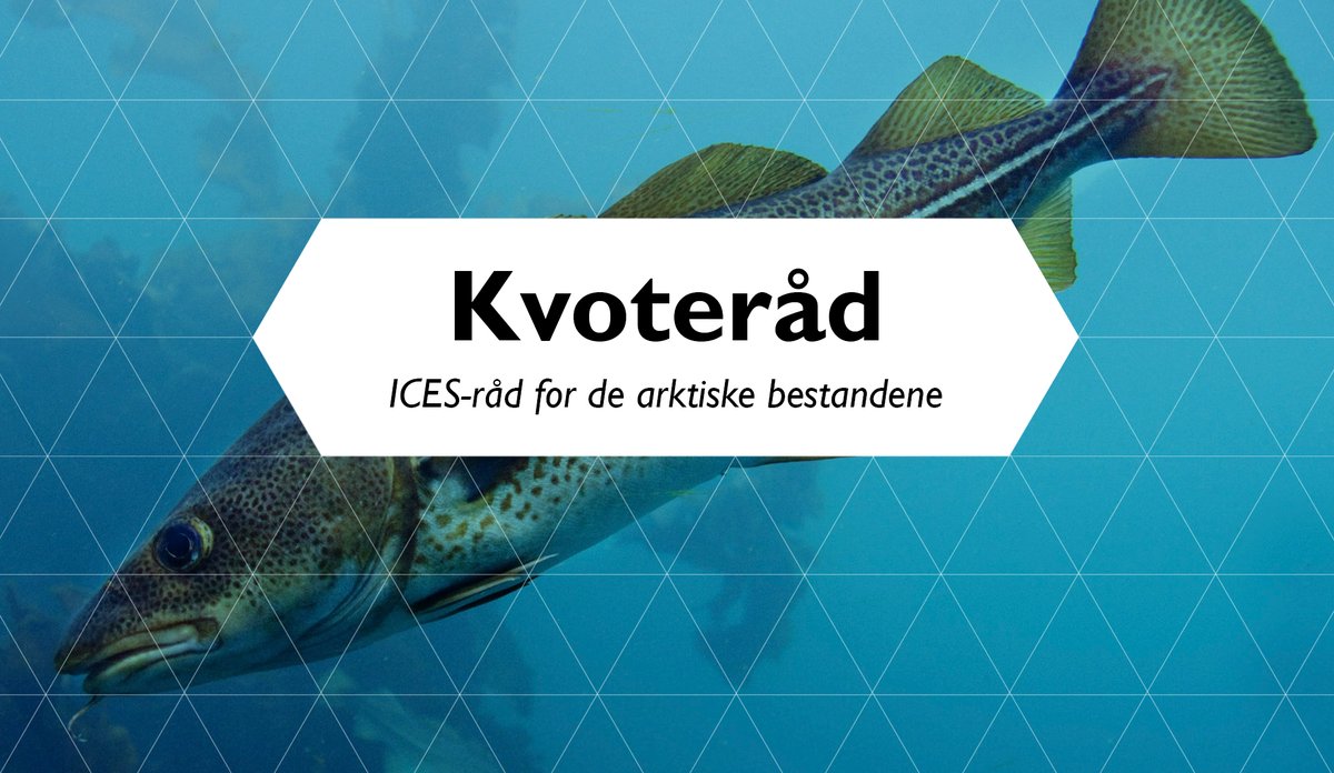 
ICES-råd for de arktiske bestandene