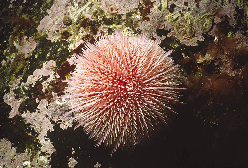 Rød kråkebolle på en stein.