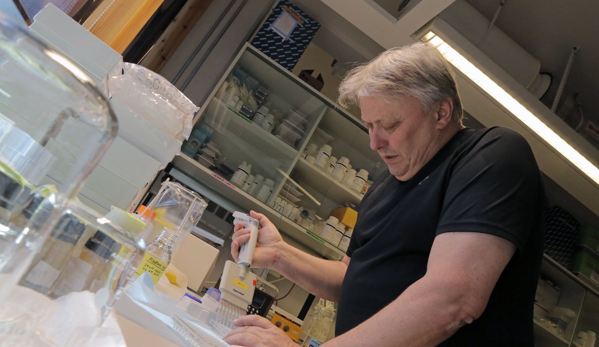 
Torskeprøver fra Lofoten 4