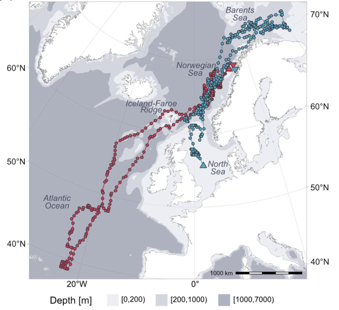 Kart som viser hvor langt brugdene har svømt.