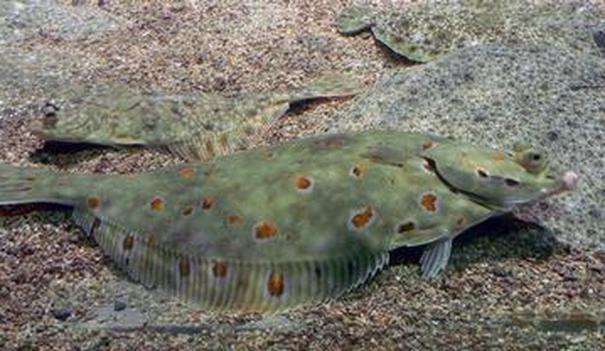 
rodspette foto ingunn bakketeig