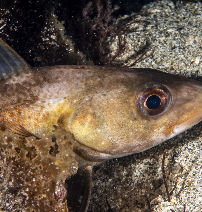 
Gadus morhua 24 10 2024 44