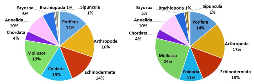 Figure 11.1.1 The number of taxa given as the % distribution among megabenthic phyla in the Barents Sea, August- October 2023 and 2024. Groups having less than 1 % of the total taxa are not shown in the diagrams