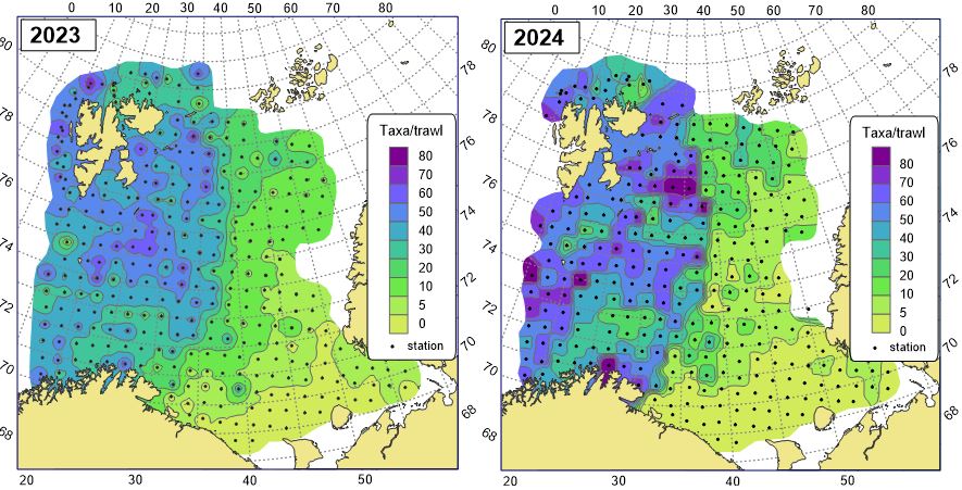 Figure 11.1.2 The number of megabenthic taxa per trawl-catch in the Barents Sea in the periods August-October 2023 and 2024