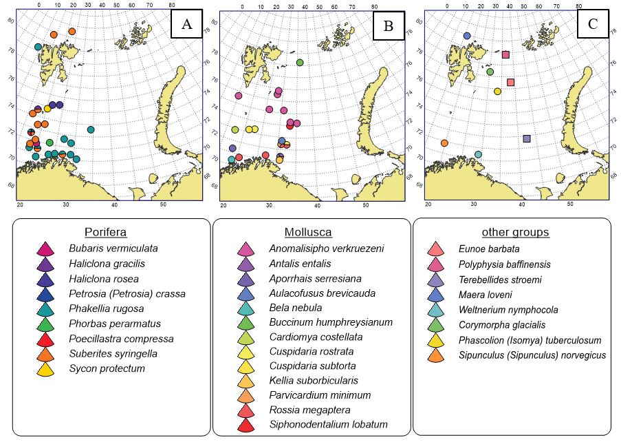 Figure 11.1.3 Locations of megabenthic species of Porifera (A), Mollusca (B) and “other groups (C) registered in 2024 and for the first time since the start (year 2005) of the long term monitoring of the Barents Sea and adjacent water of the BESS. Circles illustrate Norwegian ships while squares the Russian ship.
