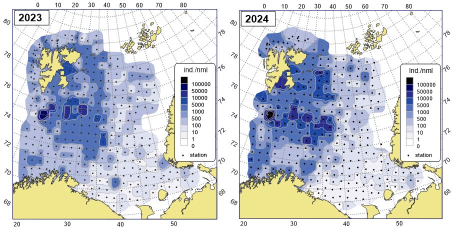 Figure 11.2.1 Abundance (ind./n.ml) of megabenthos (excluding Pandalus borealis) in the Barents Sea in August- October 2023 and 2024