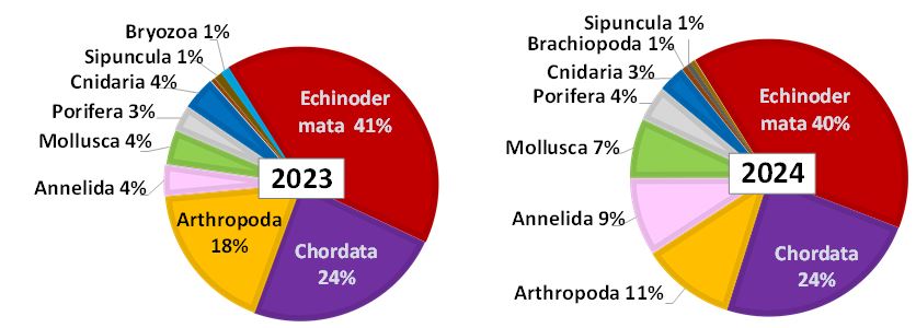Figure 11.2.2 The distribution of abundance (excluding Pandalus borealis) across the main megabenthic groups (%) in the Barents Sea, August- October 2023 and 2024. The groups with number of individuals less than 1 % of total are not shown in the diagrams.
