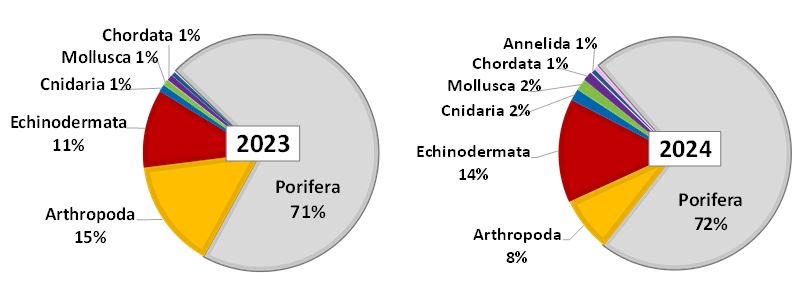 Figure 11.3.1 The distribution of biomass (excluding Pandalus borealis) across the main megabenthic groups (%) in the Barents Sea, August-October 2023 and 2024. The groups with the biomass less than 1 % of total are not shown in the diagrams