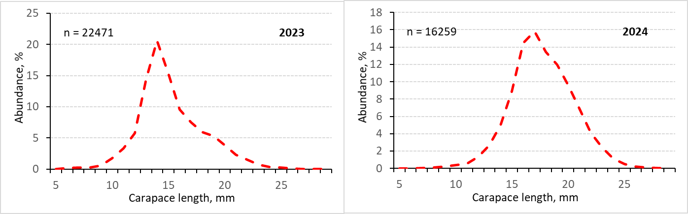 Figure 10.1.2. Size structure of catches of the Northern shrimp in the eastern Barents Sea 2023-2024
