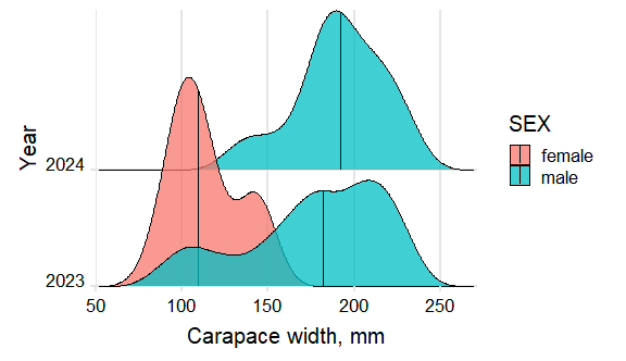 Figure 10.2.2 Carapace width distribution of the red king crab in the Barents Sea in August-September 2023- 2024