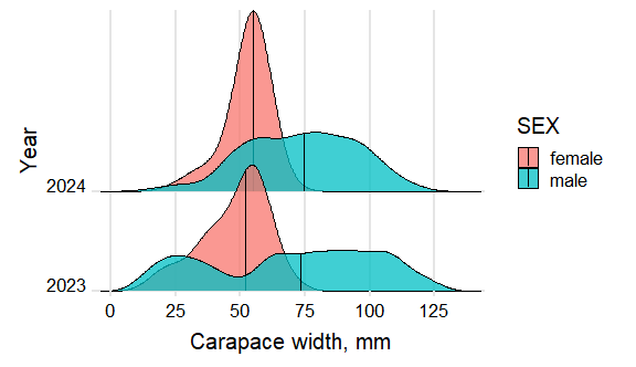 Figure 10.3.2 Size distribution of the snow crab in the Barents Sea in August-September 2023-2024